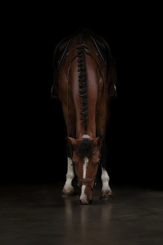 image de cheval portant le matériel HVN en cuir premium